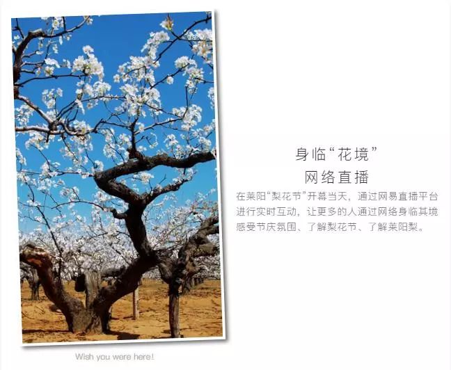 千树直播下载地址
