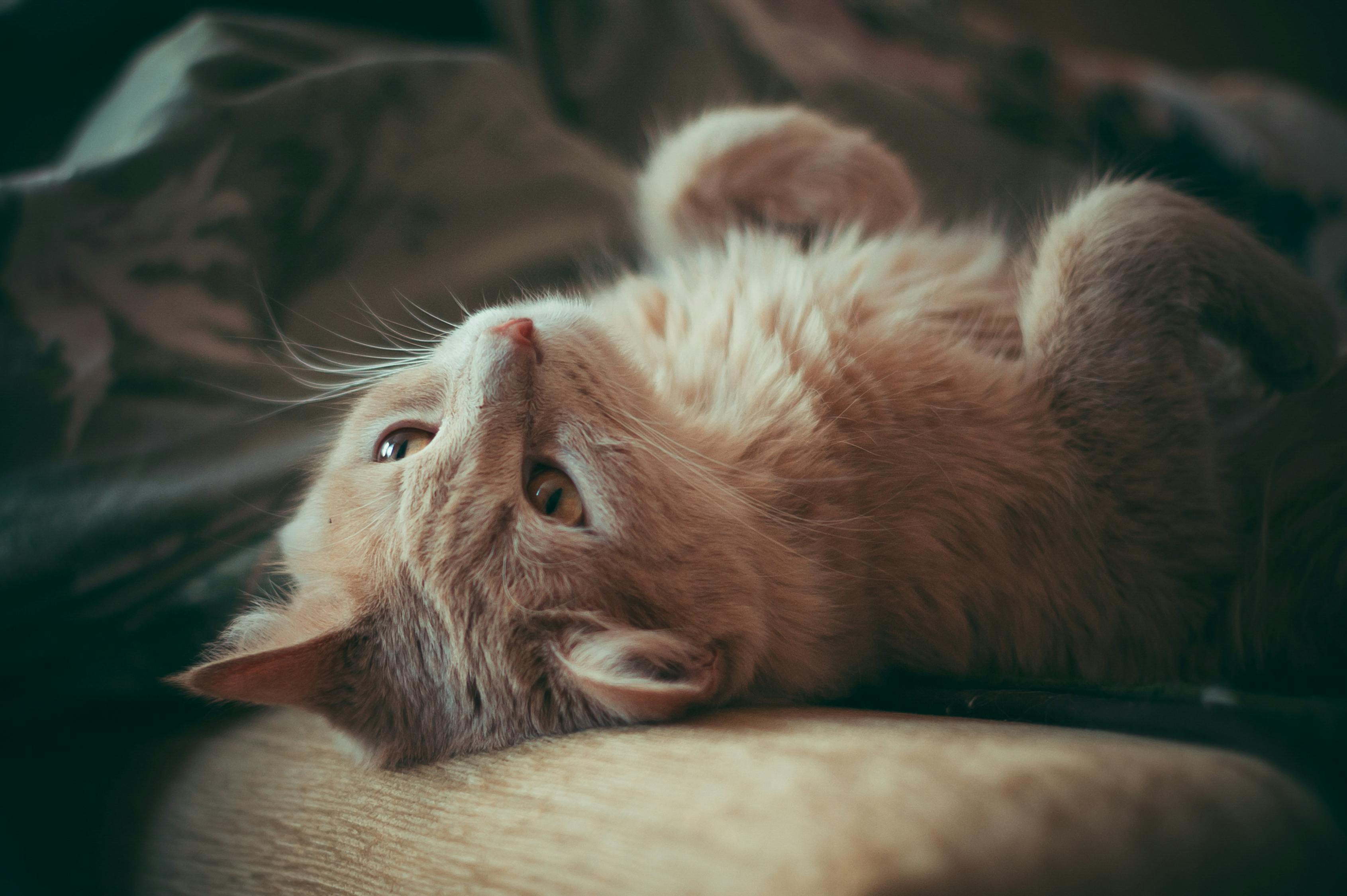 猫咪软件下载地址(猫咪软件下载地址在哪)