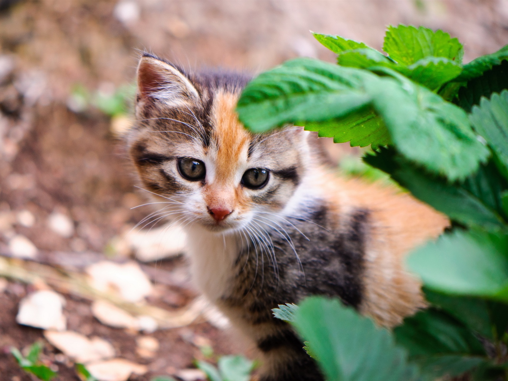求猫咪下载地址(猫咪下载网站是多少)