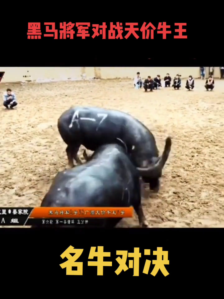 斗牛视频下载(斗牛短视频下载)