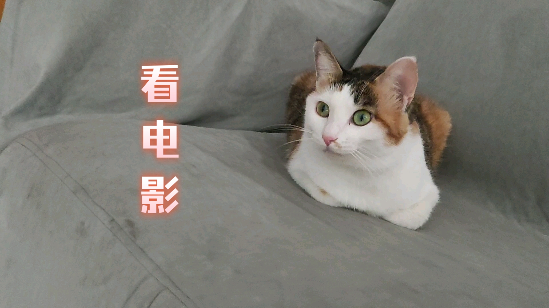 猫咪看片软件下载地址(猫咪看片软件下载地址在哪)