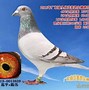 雅鸽官方版下载(雅鸽纸品有限公司)