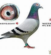 雅鸽官方版下载(雅鸽纸品有限公司)