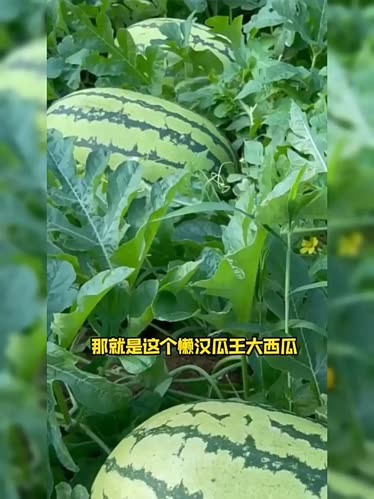 西瓜视频下载安装(安装西瓜视频极速版)